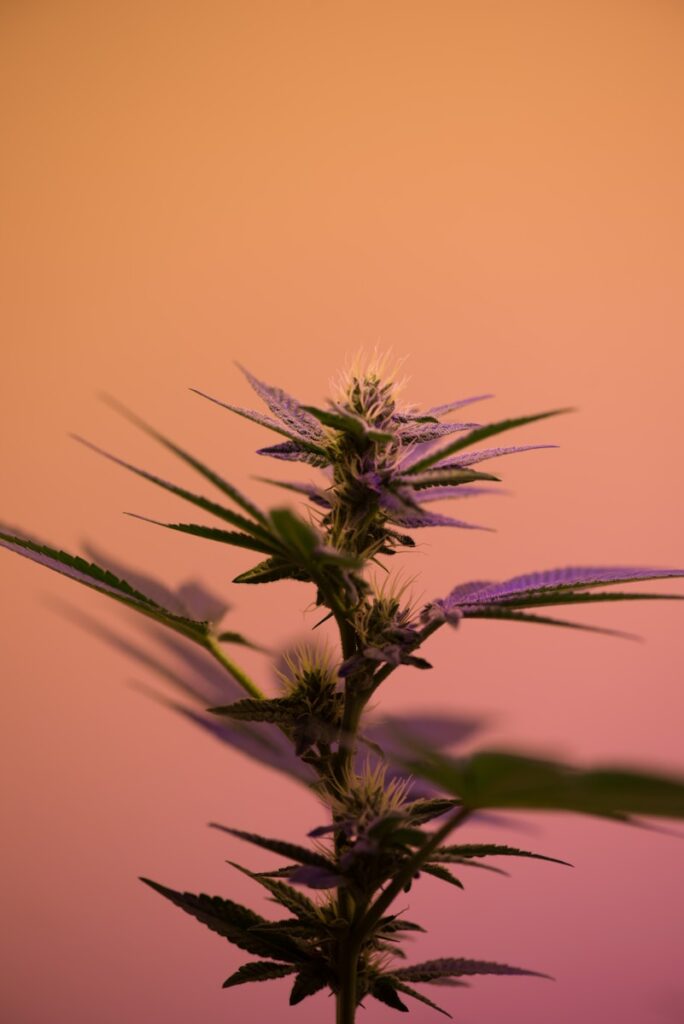 cannabis sativa plant